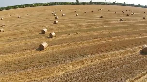 View from a bird's eye view on a field with stacked bales of wheat — Stock Video