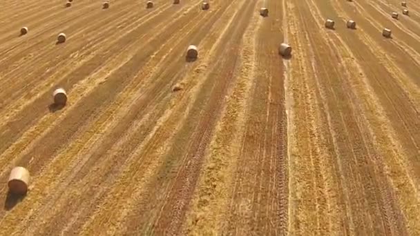 Vista de um olho de pássaro em um campo com fardos empilhados de trigo — Vídeo de Stock