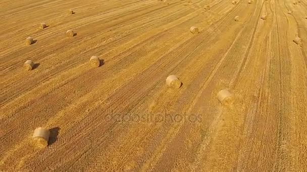 Blick aus der Vogelperspektive auf ein Feld mit gestapelten Weizenballen — Stockvideo