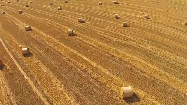 Blick aus der Vogelperspektive auf ein Feld mit gestapelten Weizenballen — Stockvideo