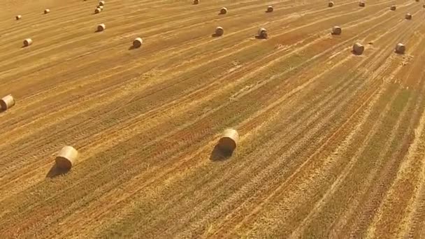 Vista de um olho de pássaro em um campo com fardos empilhados de trigo — Vídeo de Stock