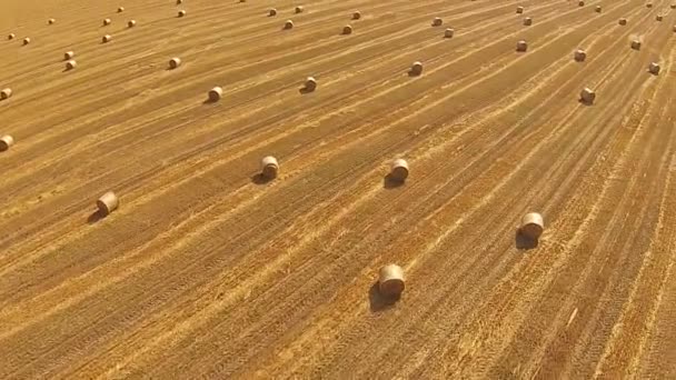 Vista de um olho de pássaro em um campo com fardos empilhados de trigo — Vídeo de Stock