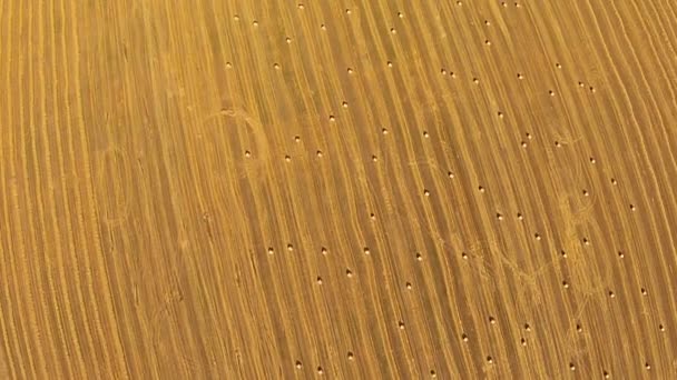 Вид з висоти пташиного польового польоту зі складеними тюками пшениці — стокове відео