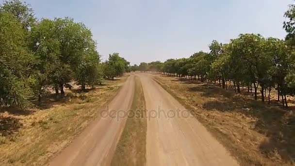 Špatná země silnici, písčité silnice se stromy po stranách — Stock video