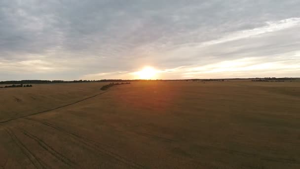 Flygfoto över fält med vete i solnedgången — Stockvideo