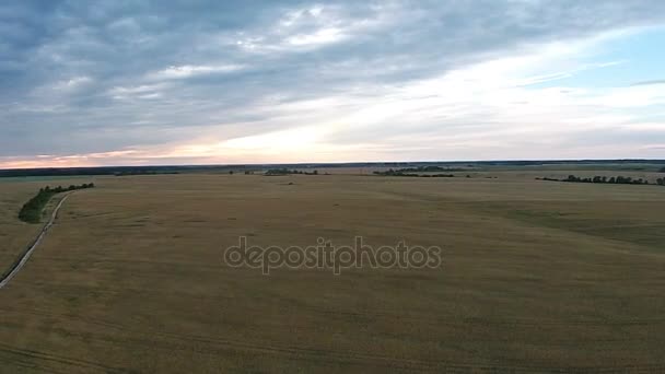 Luftaufnahme des Feldes mit Weizen bei Sonnenuntergang — Stockvideo