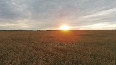 Alanın batımında buğday ile havadan görünümü