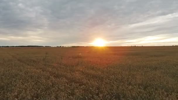 Luchtfoto van veld met tarwe bij zonsondergang — Stockvideo