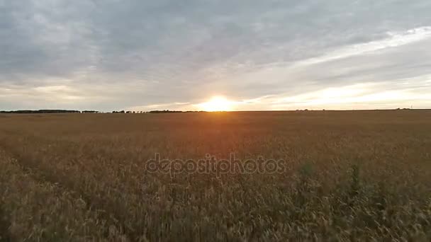 Widok z lotu ptaka pola z pszenicy o zachodzie słońca — Wideo stockowe