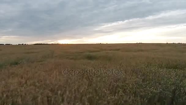 Luftaufnahme des Feldes mit Weizen bei Sonnenuntergang — Stockvideo