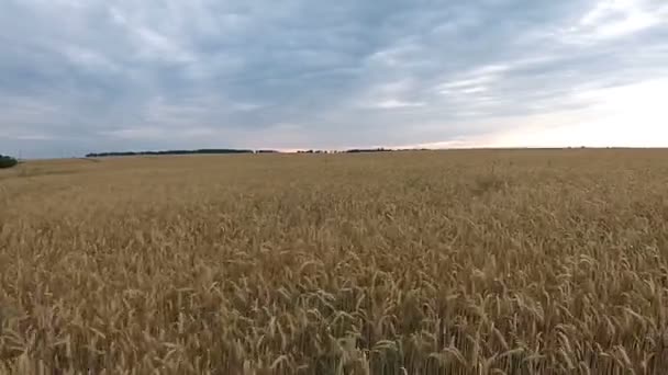 Vista aérea do campo com trigo ao pôr-do-sol — Vídeo de Stock