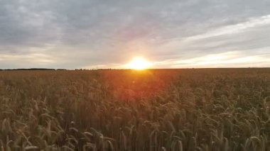 Alanın batımında buğday ile havadan görünümü