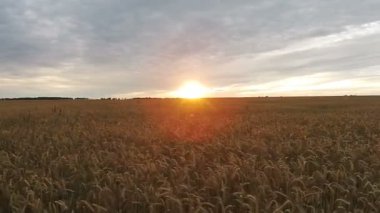 Alanın batımında buğday ile havadan görünümü