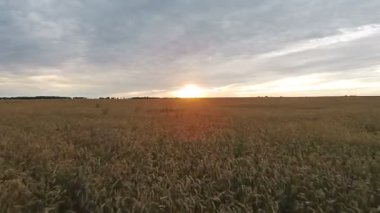 Alanın batımında buğday ile havadan görünümü