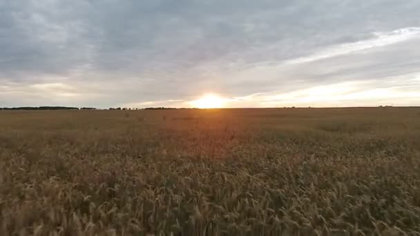 Aerial view of field with wheat at sunset — Stock Video