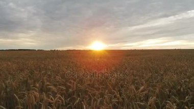 Alanın batımında buğday ile havadan görünümü