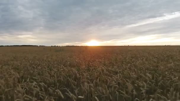 Luftaufnahme des Feldes mit Weizen bei Sonnenuntergang — Stockvideo