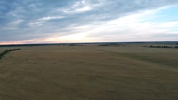 Veduta aerea del campo con grano al tramonto — Video Stock