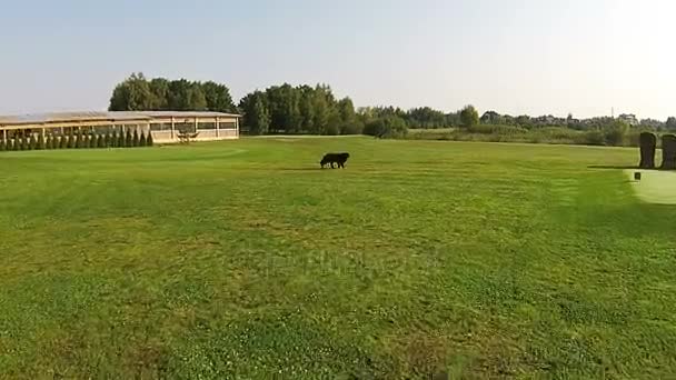 De drone vliegt over de geknipte gras waar grote zwarte hond wandelen — Stockvideo