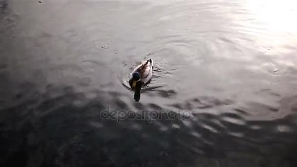 Ente schwimmt im See — Stockvideo