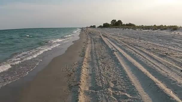 Luftaufnahme Sandstrand des Meeres am Abend mit Möwe — Stockvideo