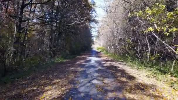 A estrada do tijolo na floresta amarela de outono — Vídeo de Stock