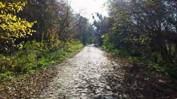 La strada dal mattone nella foresta gialla di autunno — Video Stock