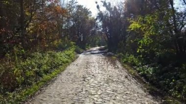 Tuğla sarı sonbahar ormandaki yoldan