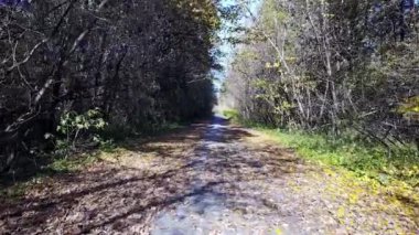 Tuğla sarı sonbahar ormandaki yoldan