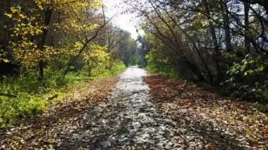 Tuğla sarı sonbahar ormandaki yoldan