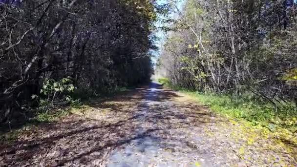 A estrada do tijolo na floresta amarela de outono — Vídeo de Stock