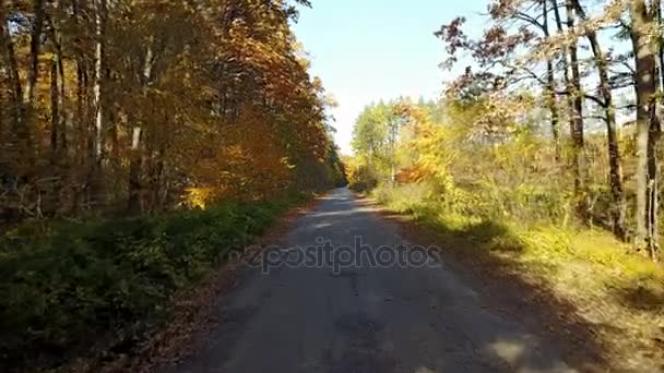 A estrada na floresta amarela do outono — Vídeo de Stock