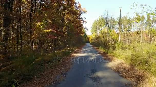 La route dans la forêt jaune d'automne — Video