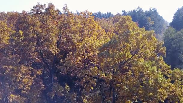 Aerial view on branches in the autumn yellow foliage — Stock Video