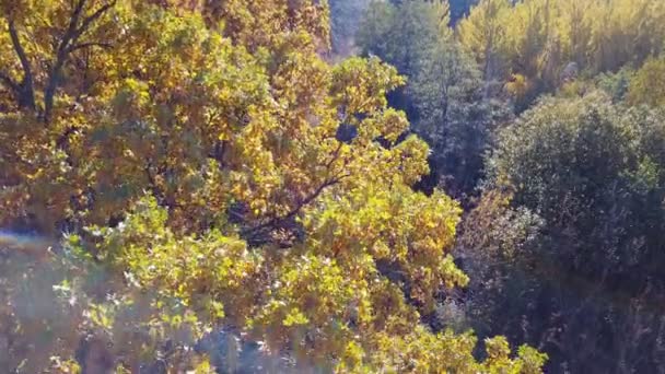 Вид с воздуха на ветки осенней желтой листвы — стоковое видео