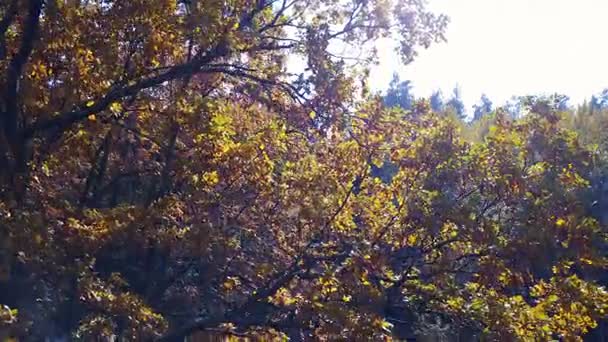 Vista aérea de las ramas en el follaje amarillo de otoño — Vídeo de stock