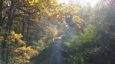 Yol ile sonbahar sarı yapraklar, dallar havadan görünümü