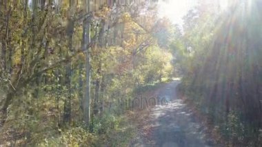 Yol ile sonbahar sarı yapraklar, dallar havadan görünümü
