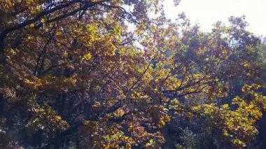 Yol ile sonbahar sarı yapraklar, dallar havadan görünümü