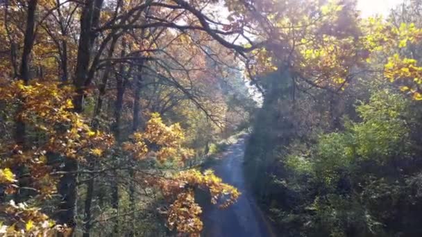 Aerial view on branches in the autumn yellow foliage with road — Stock Video