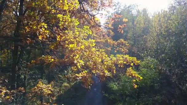 Luftaufnahme von Ästen im herbstgelben Laub mit Straße — Stockvideo