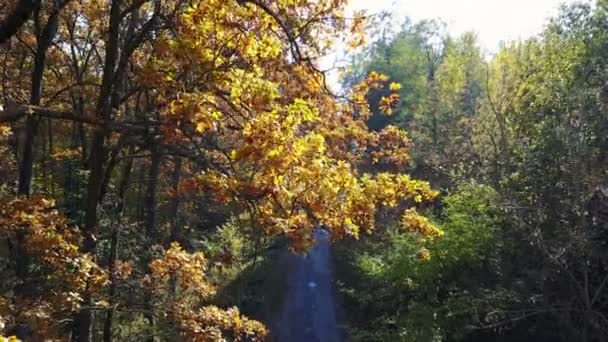 Vista aérea sobre ramas en el follaje amarillo otoño con carretera — Vídeos de Stock