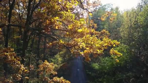 Vista aérea sobre ramas en el follaje amarillo otoño con carretera — Vídeo de stock