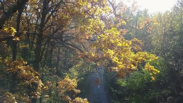 Vista aérea sobre ramas en el follaje amarillo otoño con carretera — Vídeo de stock