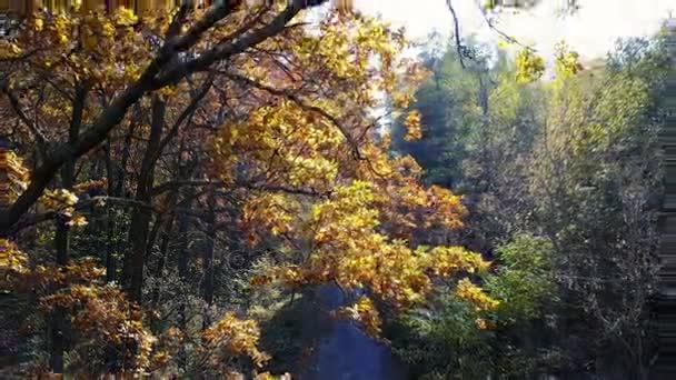 Luchtfoto op takken in de herfst geel loof met weg — Stockvideo