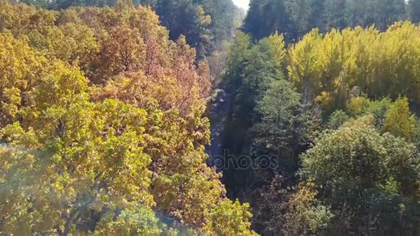 Vue aérienne sur les branches dans le feuillage jaune d'automne avec route — Video