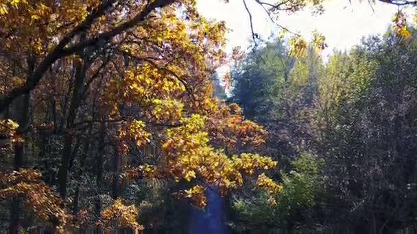 Αεροφωτογραφία πάνω σε κλαδιά στο Φθινοπωρινό κίτρινο φύλλωμα με δρόμο — Αρχείο Βίντεο