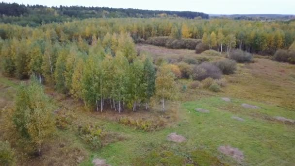Вид с воздуха на поле с деревьями, покрытыми желтой листвой — стоковое видео