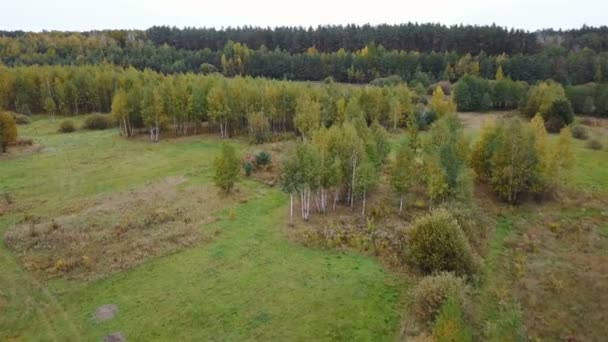 Vista aérea del campo con árboles cubiertos de follaje amarillo — Vídeos de Stock