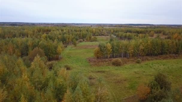 Letecký pohled na pole se stromy pokryté žluté listy se silnicí — Stock video